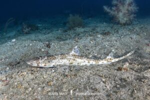 Graceful Catshark, Proscyllium habereri. Ainan, Shikoku, Japan, northwest Pacific Ocean.