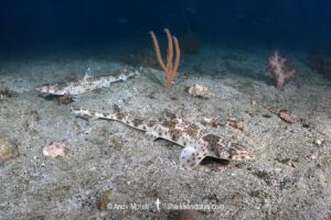Graceful Catshark, Proscyllium habereri. Ainan, Shikoku, Japan, northwest Pacific Ocean.