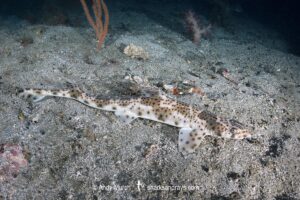 Graceful Catshark, Proscyllium habereri. Ainan, Shikoku, Japan, northwest Pacific Ocean.