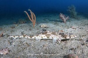 Graceful Catshark, Proscyllium habereri. Ainan, Shikoku, Japan, northwest Pacific Ocean.