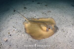Izu Stingray, Hemitrygon izuensis. Ainan, Kyushu, Japan, Northwest Pacific Ocean.