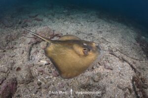 Izu Stingray, Hemitrygon izuensis. Ainan, Kyushu, Japan, Northwest Pacific Ocean.