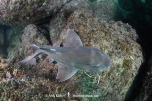 Mexican Horn Shark, Heterodontus mexicanus. Isla Coronado, Loreto, Mexico, Sea of Cortez, Gulf of California, Eastern Pacific.