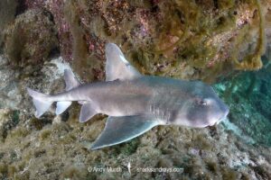 Mexican Horn Shark, Heterodontus mexicanus. Isla Coronado, Loreto, Mexico, Sea of Cortez, Gulf of California, Eastern Pacific.