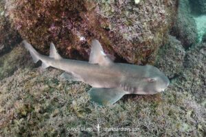 Mexican Horn Shark, Heterodontus mexicanus. Isla Coronado, Loreto, Mexico, Sea of Cortez, Gulf of California, Eastern Pacific.