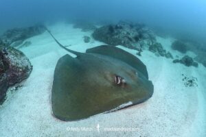 Smalltooth Stingray, Hypanus rudis. A crutically endangered ray from West Africa. Seminole Reef, Dakar, Senegal, eastern tropical Atlantic Ocean.