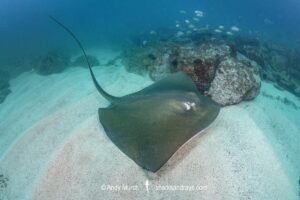 Smalltooth Stingray, Hypanus rudis. A crutically endangered ray from West Africa. Seminole Reef, Dakar, Senegal, eastern tropical Atlantic Ocean.