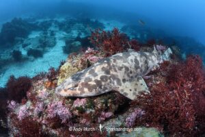 Blotchy Swellshark, Cephaloscyllium umbratile, aka Japanese swell shark. Tateyama, Chiba Prefecture, Honshu, Japan, Sea of Japan.