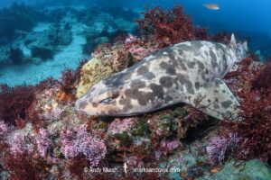 Blotchy Swellshark, Cephaloscyllium umbratile, aka Japanese swell shark. Tateyama, Chiba Prefecture, Honshu, Japan, Sea of Japan.