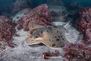 Japanese Eagle Ray, Myliobatis tobijei. Inatori, Izu Peninsula, Honshu, Japan, Northwest Pacific Ocean.