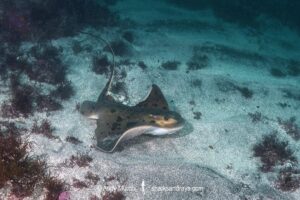 Japanese Eagle Ray, Myliobatis tobijei. Inatori, Izu Peninsula, Honshu, Japan, Northwest Pacific Ocean.