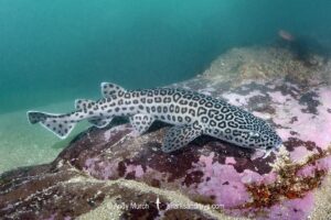 Leopard Catshark, Poroderma pantherinum. Indian Ocean colour variant. East London, South Africa.