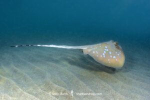 Australian Bluespotted Maskray, Neotrygon australiae. Bundegi Beach, Exmouth Gulf, Western Australia, Indian Ocean.