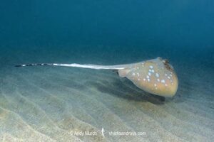 Australian Bluespotted Maskray, Neotrygon australiae. Bundegi Beach, Exmouth Gulf, Western Australia, Indian Ocean.