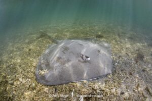 Australian Whipray, Himantura australis. Bundegi Mangrove, Exmouth Gulf, Western Australia, Indian Ocean.