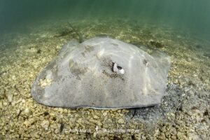 Australian Whipray, Himantura australis. Bundegi Mangrove, Exmouth Gulf, Western Australia, Indian Ocean.