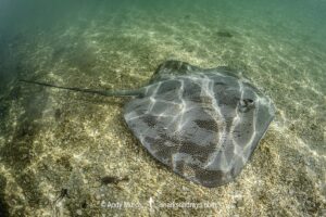 Australian Whipray, Himantura australis. Bundegi Mangrove, Exmouth Gulf, Western Australia, Indian Ocean.