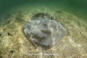 Australian Whipray, Himantura australis. Bundegi Mangrove, Exmouth Gulf, Western Australia, Indian Ocean.