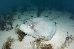 Australian Whipray, Himantura australis. Bundegi Mangrove, Exmouth Gulf, Western Australia, Indian Ocean.