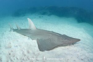 Bottlenose Wedgefish, Rhynchobatus australiae. Aka whitespotted wedgefish or whitespotted guitarfish. Heron Island, Great Barrier Reef, Queensland, Australia, South Pacific Ocean.
