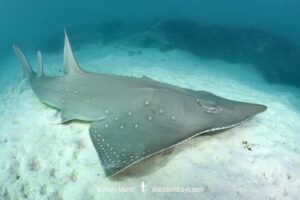 Bottlenose Wedgefish, Rhynchobatus australiae. Aka whitespotted wedgefish or whitespotted guitarfish. Heron Island, Great Barrier Reef, Queensland, Australia, South Pacific Ocean.