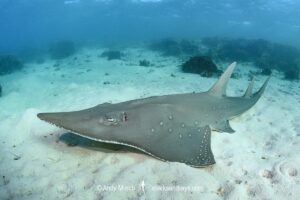 Bottlenose Wedgefish, Rhynchobatus australiae. Aka whitespotted wedgefish or whitespotted guitarfish. Heron Island, Great Barrier Reef, Queensland, Australia, South Pacific Ocean.