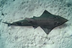 Bottlenose Wedgefish, Rhynchobatus australiae. Aka whitespotted wedgefish or whitespotted guitarfish. Heron Island, Great Barrier Reef, Queensland, Australia, South Pacific Ocean.