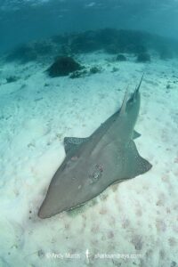 Bottlenose Wedgefish, Rhynchobatus australiae. Aka whitespotted wedgefish or whitespotted guitarfish. Heron Island, Great Barrier Reef, Queensland, Australia, South Pacific Ocean.