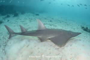 Bottlenose Wedgefish, Rhynchobatus australiae. Aka whitespotted wedgefish or whitespotted guitarfish. Heron Island, Great Barrier Reef, Queensland, Australia, South Pacific Ocean.