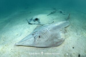 Giant Guitarfish, Glaucostegus typus. Aka Common Shovelnose Ray or Giant Shovelnose Ray. Heron Island, Great Barrier Reef, Australia, South Pacific Ocean.