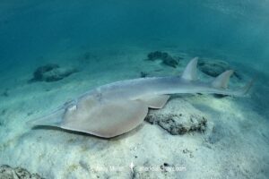 Giant Guitarfish, Glaucostegus typus. Aka Common Shovelnose Ray or Giant Shovelnose Ray. Heron Island, Great Barrier Reef, Australia, South Pacific Ocean.