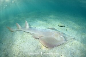 Giant Guitarfish, Glaucostegus typus. Aka Common Shovelnose Ray or Giant Shovelnose Ray. Heron Island, Great Barrier Reef, Australia, South Pacific Ocean.