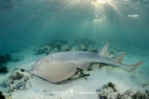Giant Guitarfish, Glaucostegus typus. Aka Common Shovelnose Ray or Giant Shovelnose Ray. Heron Island, Great Barrier Reef, Australia, South Pacific Ocean.