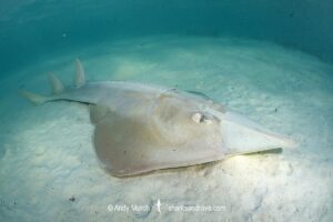 Giant Guitarfish, Glaucostegus typus. Aka Common Shovelnose Ray or Giant Shovelnose Ray. Heron Island, Great Barrier Reef, Australia, South Pacific Ocean.