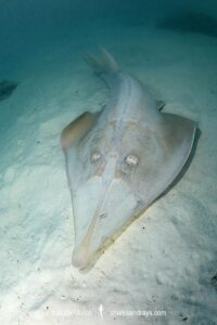 Giant Guitarfish, Glaucostegus typus. Aka Common Shovelnose Ray or Giant Shovelnose Ray. Heron Island, Great Barrier Reef, Australia, South Pacific Ocean.