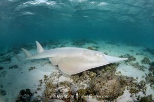Giant Guitarfish, Glaucostegus typus. Aka Common Shovelnose Ray or Giant Shovelnose Ray. Heron Island, Great Barrier Reef, Australia, South Pacific Ocean.
