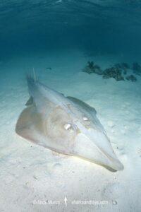 Giant Guitarfish, Glaucostegus typus. Aka Common Shovelnose Ray or Giant Shovelnose Ray. Heron Island, Great Barrier Reef, Australia, South Pacific Ocean.