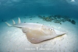 Giant Guitarfish, Glaucostegus typus. Aka Common Shovelnose Ray or Giant Shovelnose Ray. Heron Island, Great Barrier Reef, Australia, South Pacific Ocean.