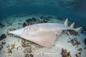 Giant Guitarfish, Glaucostegus typus. Aka Common Shovelnose Ray or Giant Shovelnose Ray. Heron Island, Great Barrier Reef, Australia, South Pacific Ocean.