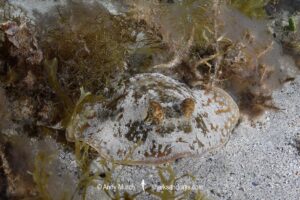 Ningaloo Maskray, Neotrygon ningalooensis. Bundegi Beach, Exmouth Gulf, Western Australia, Indian Ocean.