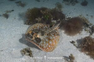 Ningaloo Maskray, Neotrygon ningalooensis. Bundegi Beach, Exmouth Gulf, Western Australia, Indian Ocean.