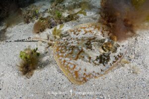 Ningaloo Maskray, Neotrygon ningalooensis. Bundegi Beach, Exmouth Gulf, Western Australia, Indian Ocean.