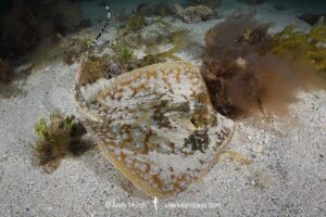 Ningaloo Maskray, Neotrygon ningalooensis. Bundegi Beach, Exmouth Gulf, Western Australia, Indian Ocean.