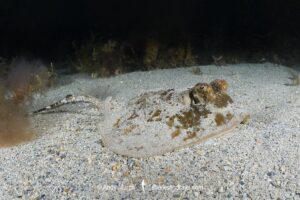 Ningaloo Maskray, Neotrygon ningalooensis. Bundegi Beach, Exmouth Gulf, Western Australia, Indian Ocean.
