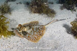 Ningaloo Maskray, Neotrygon ningalooensis. Bundegi Beach, Exmouth Gulf, Western Australia, Indian Ocean.