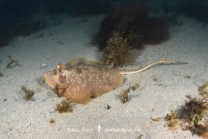 Painted Maskray, Neotrygon leylandi. Bundegi Beach, Exmouth Gulf, Western Australia, Indian Ocean.