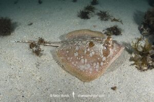 Painted Maskray, Neotrygon leylandi. Bundegi Beach, Exmouth Gulf, Western Australia, Indian Ocean.