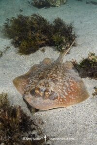 Painted Maskray, Neotrygon leylandi. Bundegi Beach, Exmouth Gulf, Western Australia, Indian Ocean.