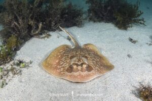 Painted Maskray, Neotrygon leylandi. Bundegi Beach, Exmouth Gulf, Western Australia, Indian Ocean.