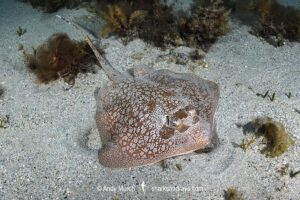 Painted Maskray, Neotrygon leylandi. Bundegi Beach, Exmouth Gulf, Western Australia, Indian Ocean.